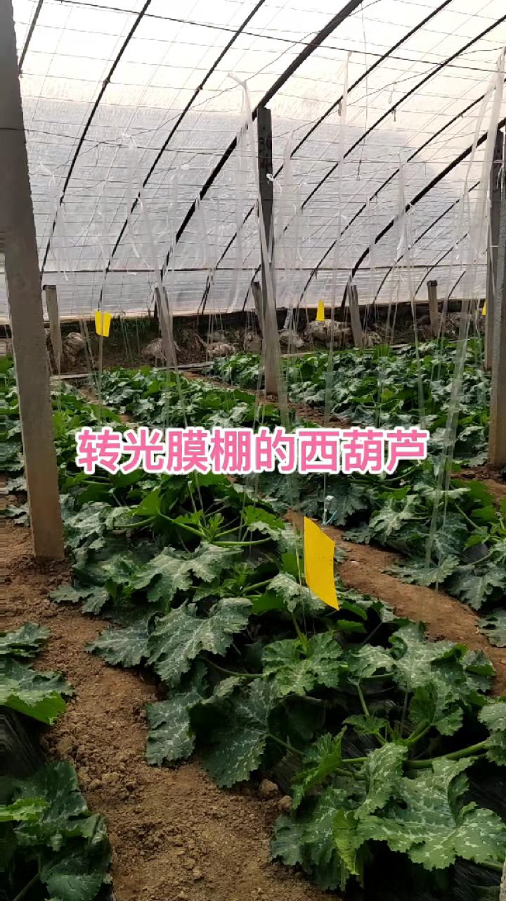 奧業(yè)白色轉(zhuǎn)光膜